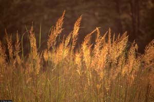 Yellow Indian Grass /
Sorghastrum nutans